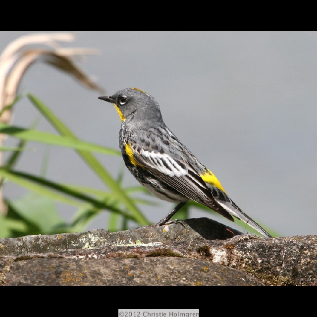 Yellow<br/>Rumped<br/>Warbler 3