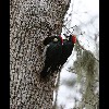 Acorn<br/>Woodpecker<br/>2