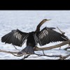 Anhinga 4