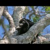 Howler<br/>Monkey<br/>& Baby