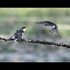 Baby<br/>Swallow