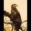 Bald<br/>Eagle 1<br/>Sepia
