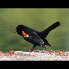 Redwing<br/>Blackbird