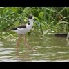 Black<br/>Necked<br/>Stilt