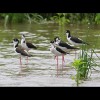 Black<br/>Necked<br/>Stilts 1