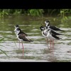 Black<br/>Necked<br/>Stilts 2