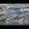 Little
                  <br/>Blue<br/>Heron 2