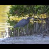 Little<br/>Blue<br/>Heron 4