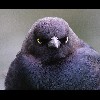 Brewers<br/>Blackbird