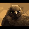 Brewer's<br/>Blackbird<br/>Sepia