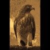 Broad<br/>Winged<br/>Hawk Sepia