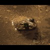 Bullfrog<br/>1 Sepia