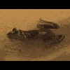 Bullfrog<br/>2 Sepia