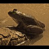 Bullfrog<br/>3 Sepia