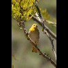 Female<br/>Bullocks<br/>Oriole
