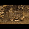 Eastern<br/>Cottontail<br/>Sepia