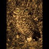 Burrowing<br/>Owl<br/>Sepia