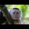 Capuchin<br/>Monkey 3