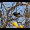 Crested<br/>Caracara
