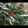 Male<br/>Cardinal 2