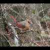 Female<br/>Cardinal 1