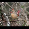 Female<br/>Cardinal 2