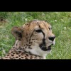 Cheetah 1