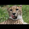 Cheetah 2