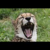 Cheetah 4