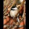 Chickadee