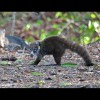 Coati