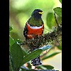 Collared<br/>Trogan