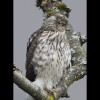 Cooper's<br/>Hawk 1