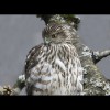 Cooper's<br/>Hawk 2