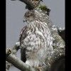 Cooper's<br/>Hawk 3