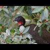 Crested<br/>Guan