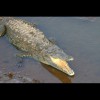 Crocodile