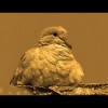 Dove<br/>Sepia