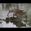 Dowitchers 2