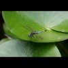Dragonfly
                  1