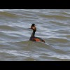 Eared<br/>Grebe