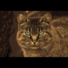 Ferel<br/>Cat<br/>Sepia