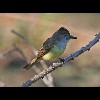 Dusky<br/>Capped<br/>Flycatcher