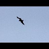 Frigate<br/>Bird