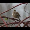 Gold<br/>Crowned<br/>Sparrow