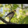 Gold<br/>Finch 2