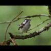 Golden<br/>Winged<br/>Warbler 1