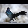Grackle