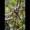 Gray<br/>Capped<br/>Flycatcher