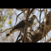 Gray<br/>Hawk